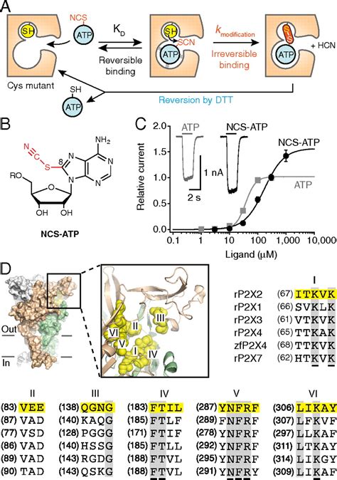 Agonist Trapped In ATP Binding Sites Of The P2X2 Receptor PNAS