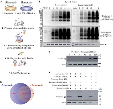 A TurboID Based Proximity Labelling Approach For Identifying The DNA