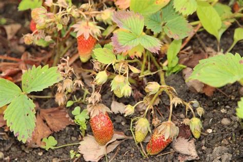 How To Control Pests And Diseases In Strawberry Crop Causes Symptoms