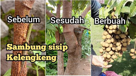 Trik Membuat Kelengkeng Dari Biji Cepat Berbuah Sambung Sisip