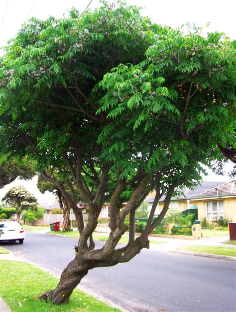 Where Have All the Chinaberry Trees Gone? – Days Gone By