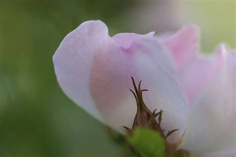 Le Jardin d Hélène Horoscope de cette semaine de Rob Brezsny