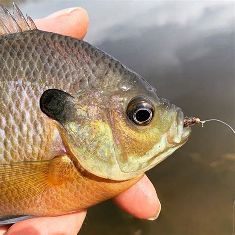 First Bluegill Of The Year Panfishonthefly Warmwaterflyfishing