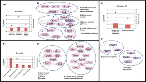 A Bp And Kegg Analysis Of The Sno Proteins That Were Found Exclusively