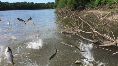 Reasons Why Carp Jump Out Of Water The Ultimate Guide