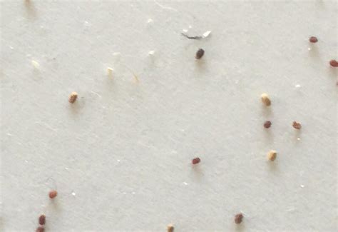 Termite Pellets - What's That Bug?