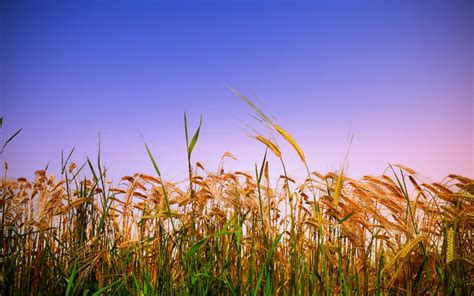 1920x1200 Ears Of Corn Field Summer Grass Rye Wheat Bread