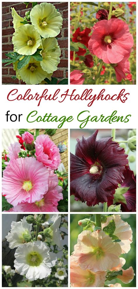 Growing Hollyhocks - A Traditional Cottage Garden Favorite