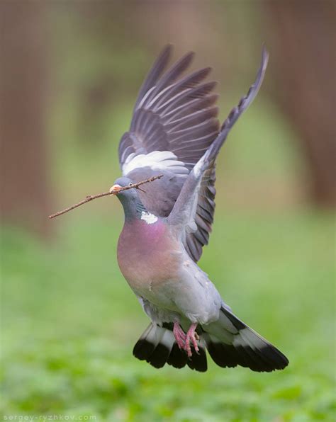 Wood Pigeon In Flight Columba Palumbus By Sergey Ryzhkov On Deviantart