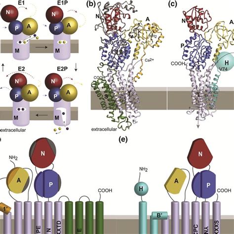 Homology Models Of Atp7a And Atp7b In A Transition State Of