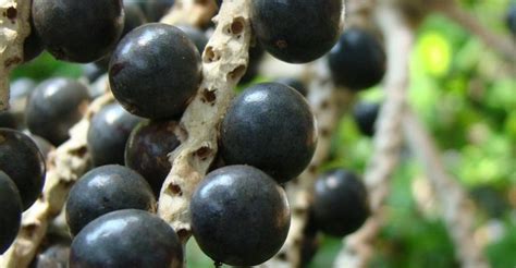 Rota Da Fruticultura Cerrado Pode Se Tornar Novo Polo De Frutas