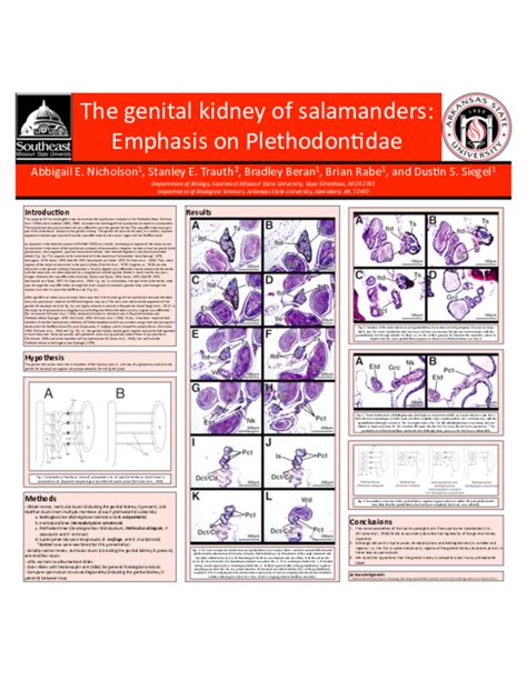 Pdf The Genital Kidney Of Salamanders Emphasis On Plethodontidae