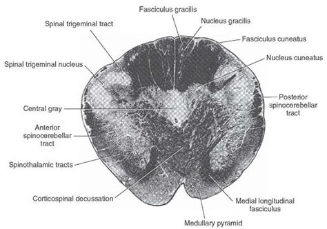 Brainstem I: The Medulla (Organization of the Central Nervous System) Part 2