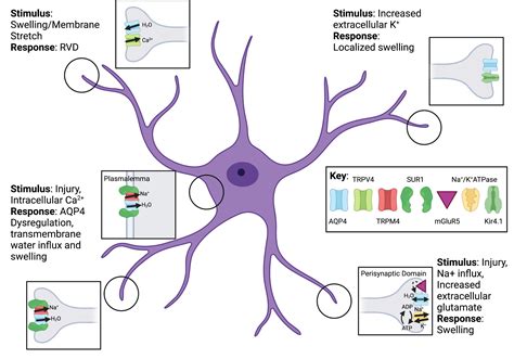 Channels And Transporters In Astrocyte Volume Regulation In Health And