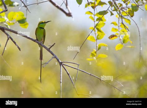 Limb Eater Hi Res Stock Photography And Images Alamy