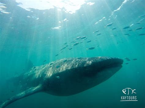 Swimming With Whale Sharks In Riviera Maya Mexico Private Tour Guide