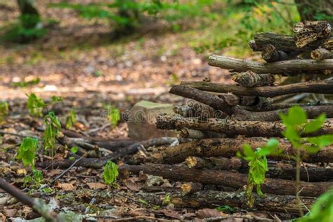 Pilha De Lenha Empilhada Na Floresta Imagem De Stock Imagem De Galhos