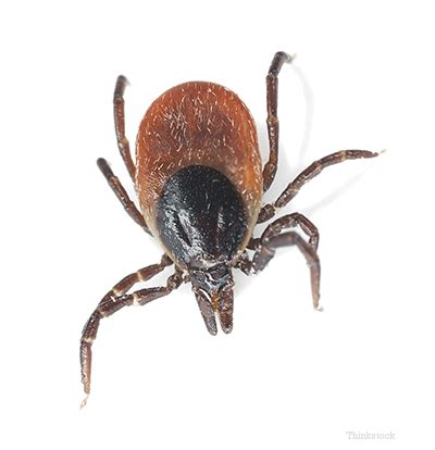 Dogs, Ticks and Tick-Borne Parasites | Academy Pet Hospital