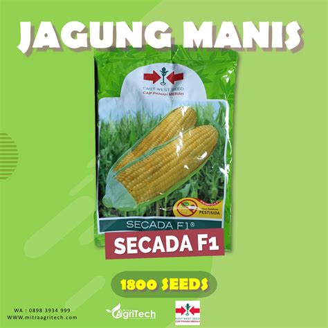 Jual Benih Bibit Jagung Manis Secada Isi Biji Cap Panah Merah