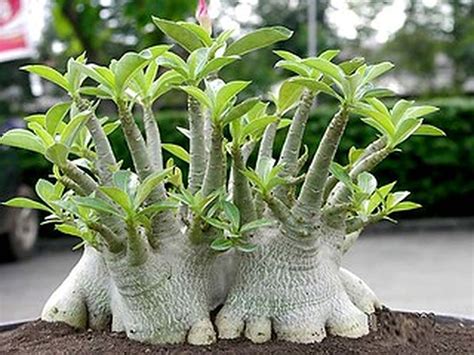 Live Green Plant Seeds Adenium Arabicum Yak Saudi Plant Seeds For