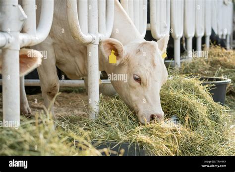 White Cow In A Stable Eating Organic Hay At Dairy Farm Agriculture