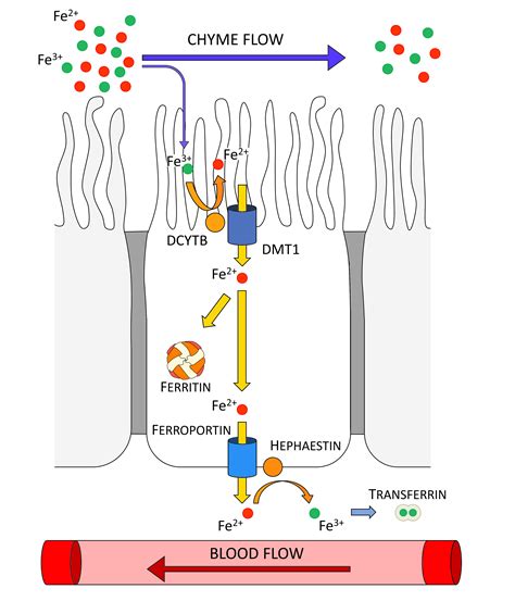 Teamevryproject Metabolism