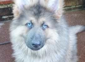 Beautiful Rare Blue Sable German Shepherd !!!! 12 Weeks Old in Hatfield ...