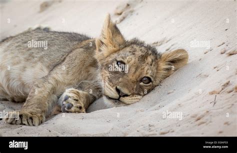 Young Lion cub resting Stock Photo - Alamy