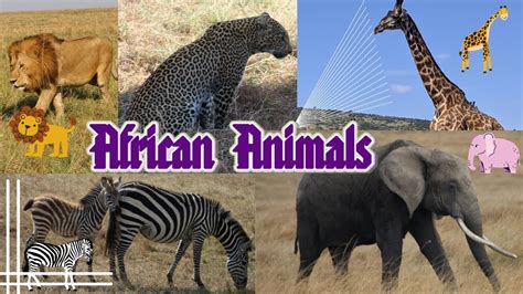 African Animals Learn African Animal Names For Kids African Animal