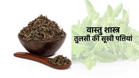 Vastu Tips For Tulsi तुलसी की सूखी पत्तियां खोल सकती है बंद किस्मत