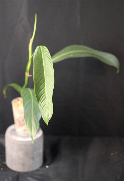 Philodendron Heterocraspedon A