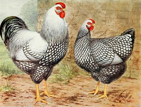 Tractor Supply Chickens And Ducks Breed Information