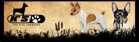 Litters K S Toy Fox Terriers