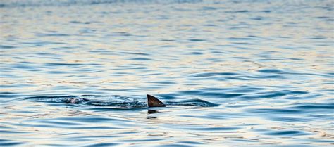 Un requin pourrait il vraiment nager à Paris comme dans le film Sous