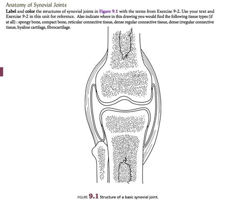 SOLVED Anatomy Of Synovial Joints Label And Color The Structures Of