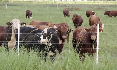 Ganadería Al Rojo Vivo Los Factores Que Ponen Al Sector Bajo Una Compleja Situación Agrofy News