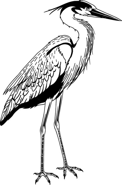 Great Blue Heron Vector Png Images Great Heron Vinyl Vectors Prints Vectors Vector Birds Png