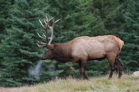 wild elk wapiti cervus canadensis   autumn rut jasper