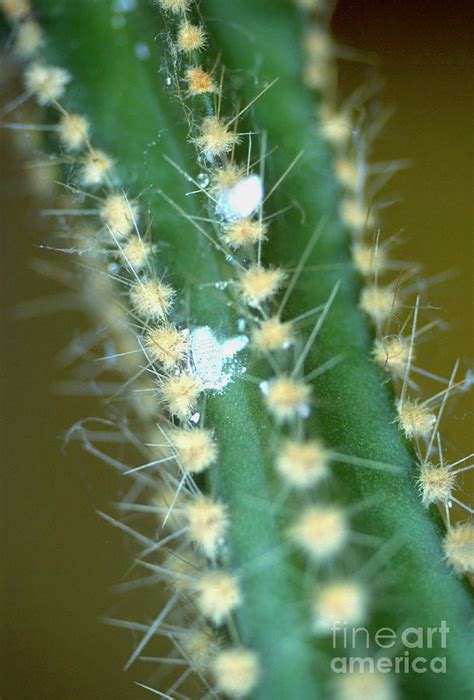 Mealy Bugs On Cactus Photograph By Malcolm Thomas Science Photo Library Pixels