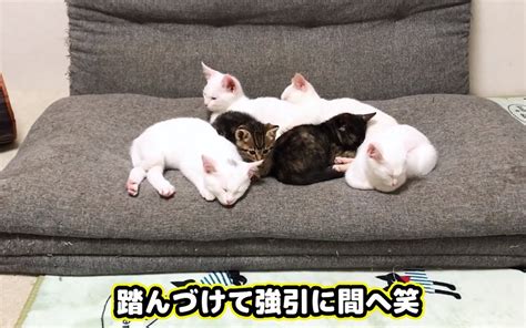 一緒に寝たいニャ。猫団子の中に強引に入り込んでくる新入りの子猫ちゃん ｜ ニャンコ大好き倶楽部 〜猫ちゃんは天使です〜