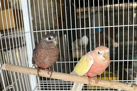 Bourkes Parakeet Pair