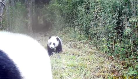 Pandas Gigantes Silvestres Madre Y Cachorro Avistados Por C Mara En