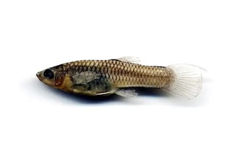 Common and beautiful Molly Fish Varieties - Animals Time