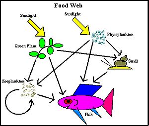 Pond Ecosystem Food Web