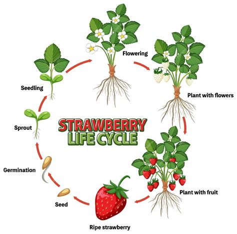 Premium Vector | Life cycle of strawberry diagram