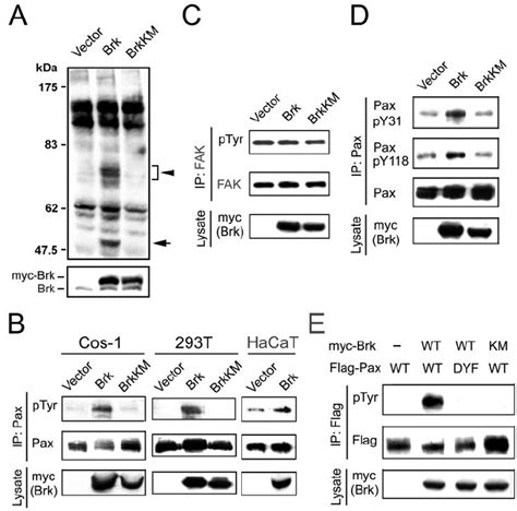 Brk Promotes Paxillin Phosphorylation In Vivo A HaCaT Cells Stably