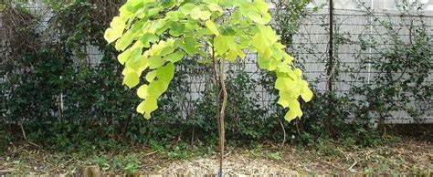 Cercis Eastern Redbud Golden Redbud Judas Tree Yellow Leaf Redbud