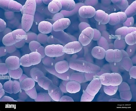 Streptococcus Pneumoniae Or Pneumococcus Is A Gram Positive Bacteria