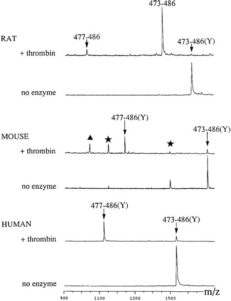 Maldi Tof Mass Spectrometric Analysis Of Thrombin Cleavage Of Synthetic