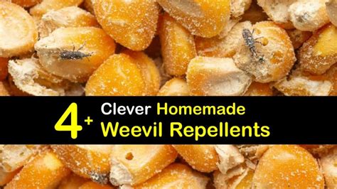 Natural Weevil Deterrent Smart Tricks For Repelling Weevils